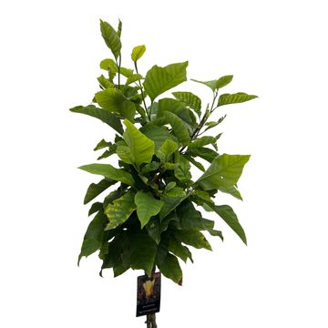 Magnolia 'Butterflies'