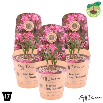 Nerine 'Amandi'