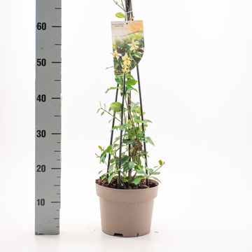 Trachelospermum jasminoides 'Yellow Wings'