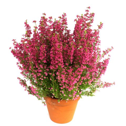 Erica gracilis