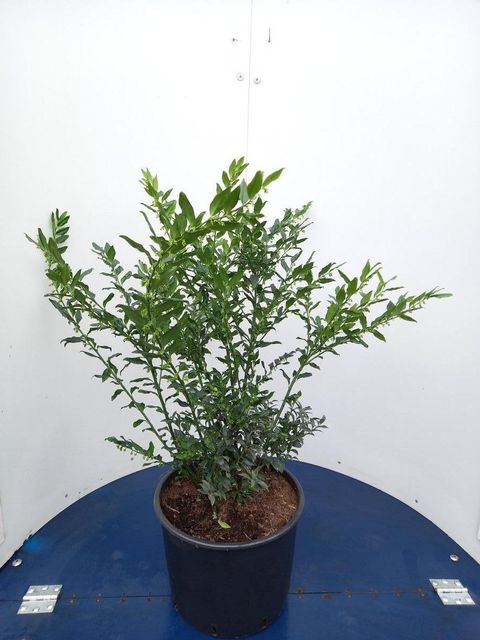 Sarcococca confusa