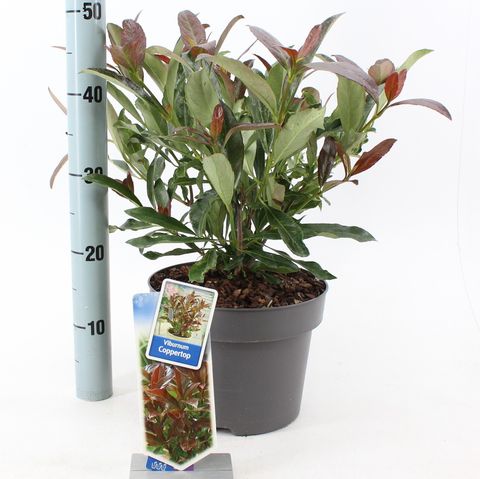 Viburnum odoratissimum COPPERTOP