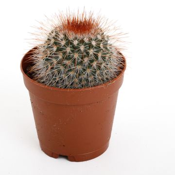 Mammillaria spinosissima