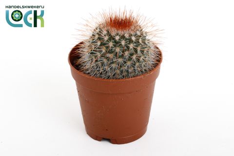 Mammillaria spinosissima