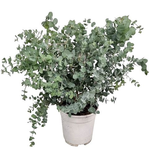 Eucalyptus cinerea 'Silver Dollar'