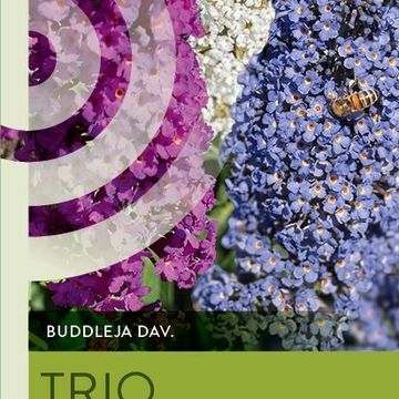 Buddleja davidii MIX IN POT