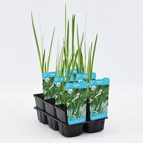 Acorus calamus