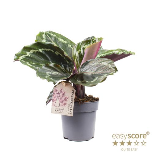 Calathea 'Medallion'