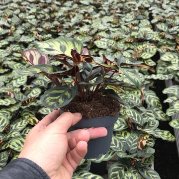 Calathea makoyana