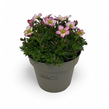 Saxifraga ALPINO EARLY PINK