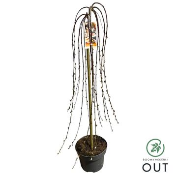 Salix caprea 'Kilmarnock'