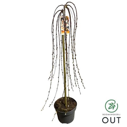 Salix caprea 'Kilmarnock'