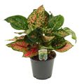 Aglaonema 'Amanyance'