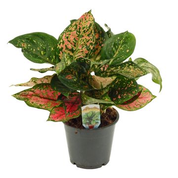Aglaonema 'Amanyance'