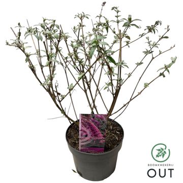 Buddleja davidii 'Pink Delight'