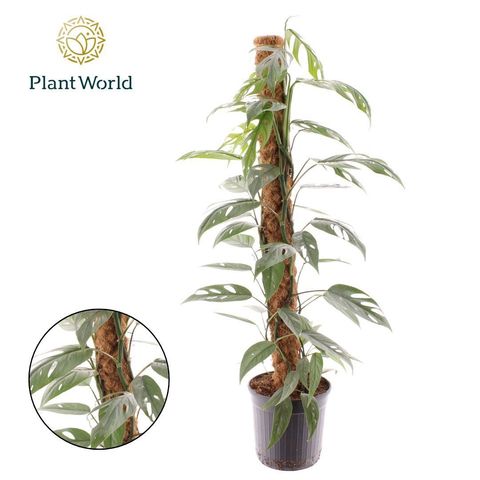 Epipremnum pinnatum 'Cebu Blue'