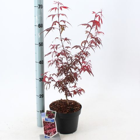 Acer palmatum 'Shaina'