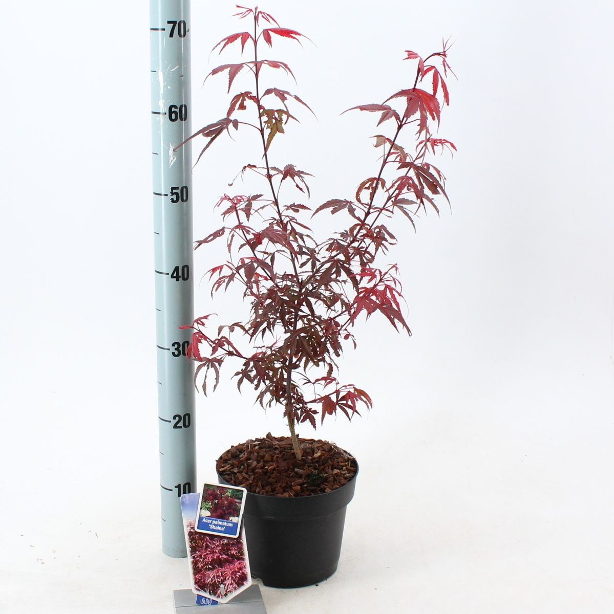 Acer Palmatum Shaina Plant Wholesale Floraccess