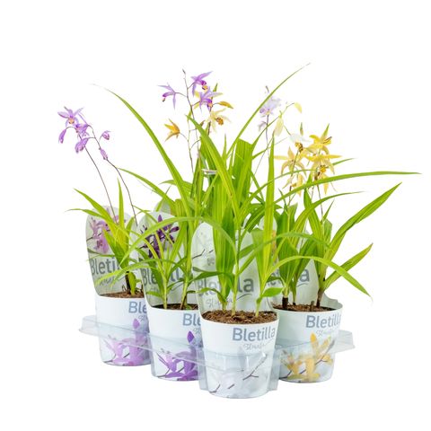 Bletilla MIX