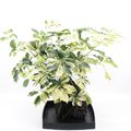 Schefflera arboricola 'Variegata'