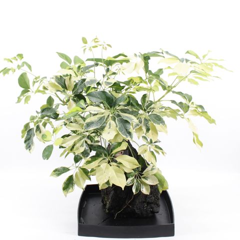 Schefflera arboricola 'Variegata'