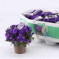 Campanula portenschlagiana AMBELLA INTENS PURPLE