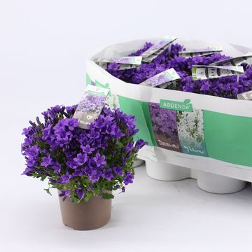 Campanula portenschlagiana AMBELLA INTENS PURPLE