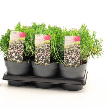 Andromeda polifolia 'Compacta'