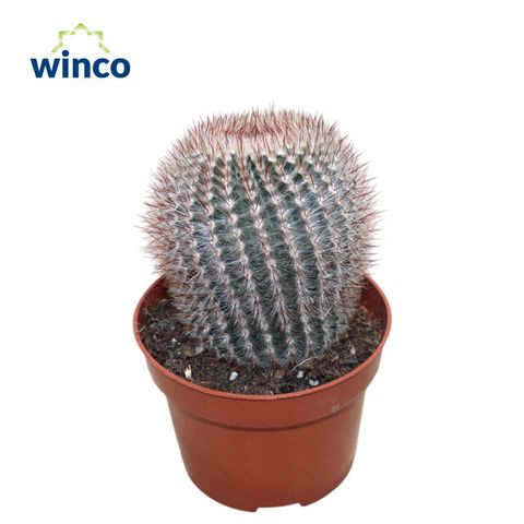 Notocactus scopa rubra