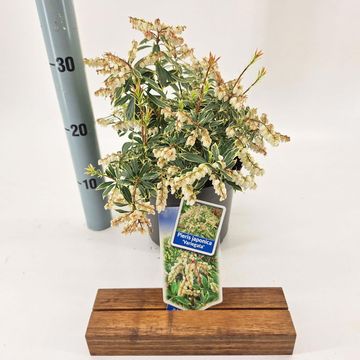 Pieris japonica 'Variegata'