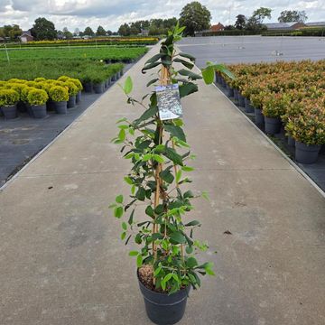Viburnum plicatum KILIMANDJARO