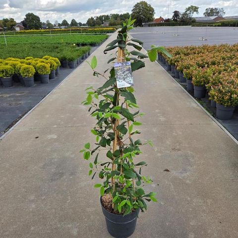 Viburnum plicatum KILIMANDJARO