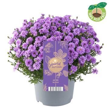 Aster ALPHA PURPLE ROCKET