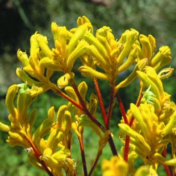 Anigozanthos 'Yellow Bonanza'