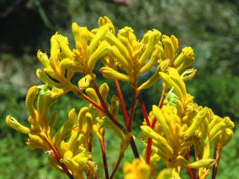 Anigozanthos 'Yellow Bonanza'