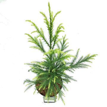 Cryptomeria japonica 'Sekkan'