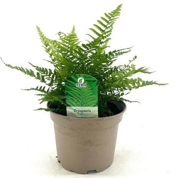 Dryopteris affinis