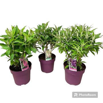 Buddleja davidii BUTTERFLY CANDY MIX