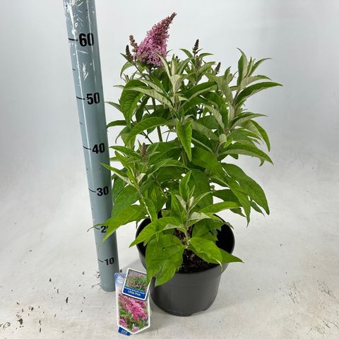 Buddleja davidii BUTTERFLY CANDY LITTLE PINK