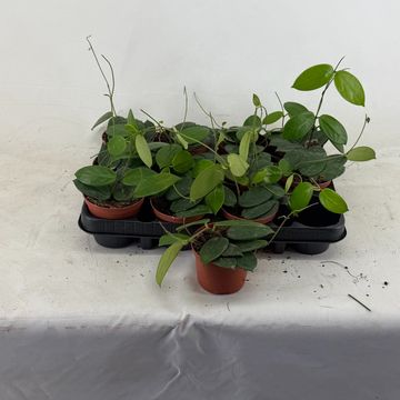 Hoya vangviengiensis