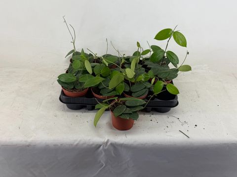 Hoya vangviengiensis