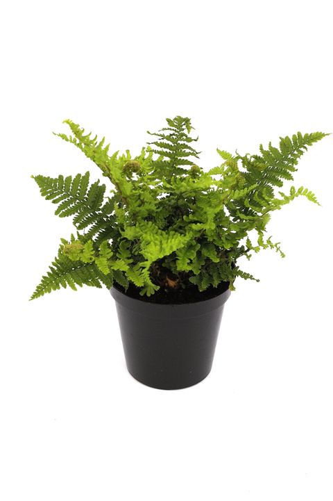 Dryopteris affinis 'Crispa'