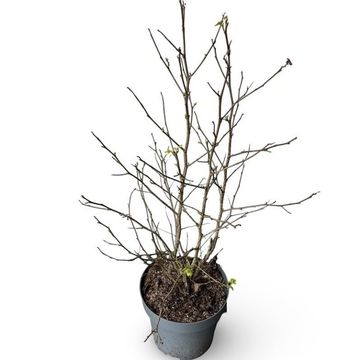 Liquidambar styraciflua