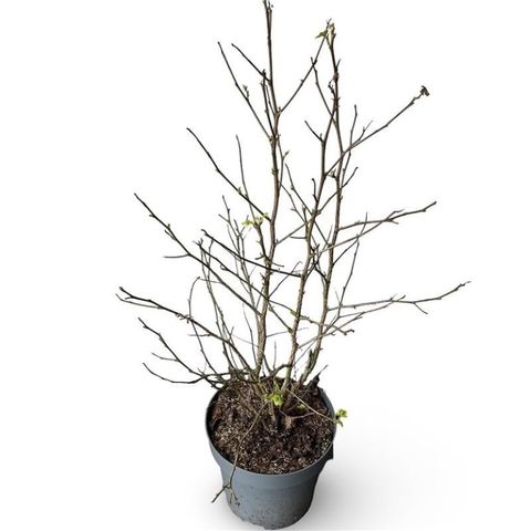 Liquidambar styraciflua