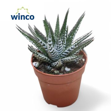 Haworthia fasciata 'Alba'