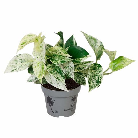 Epipremnum pinnatum 'Aureum'