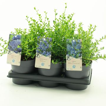 Ceanothus MIX