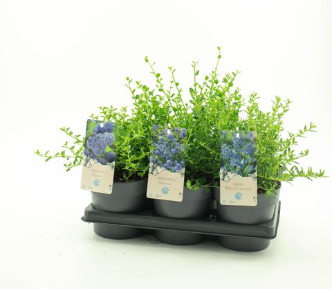 Ceanothus MIX