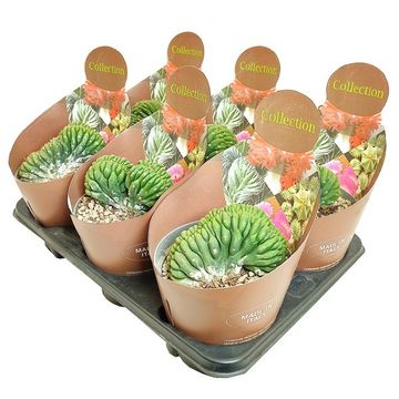 Trichocereus pachanoi cristata