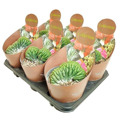 Trichocereus pachanoi cristata